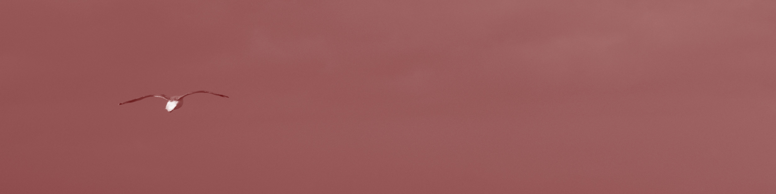 Revisionscentralen Topgrafik Fri Fugl